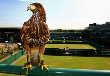 Rufus the hawk - 2012 Wimbledon