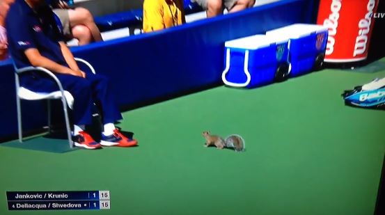 Squirrel Interrupts Doubles Match at US Open  