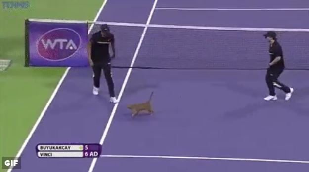 Kitty Cat Steals Show During Vinci-Buyukakcay Match in Doha 