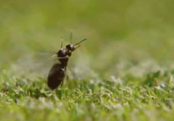 WimbleTweets: Hockey Meets Tennis, Ants Meet Grass  